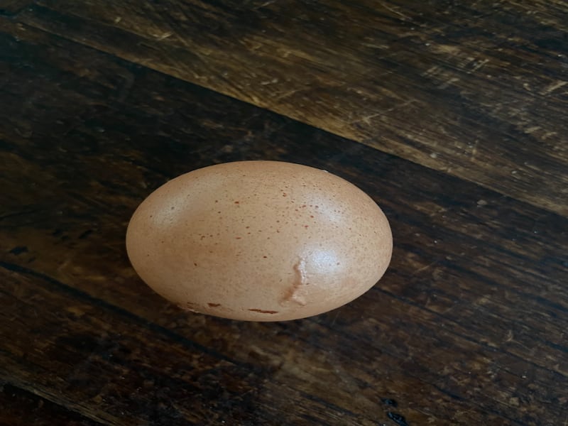 The egg is thought to be a ‘one in a billion’ find (Ali Greene/Fenton Farm)