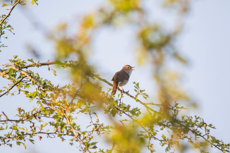 Rare nightingales can be found at Strawberry Hill