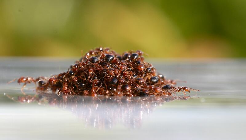 Fire Ants 