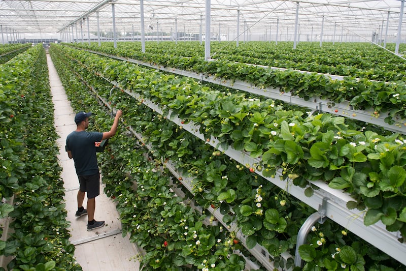 The strawberries are being grown with hydroponics – using a water-based nutrient solution instead of soil