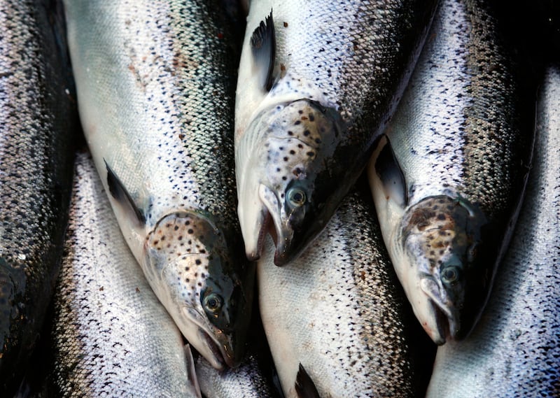 The total volume of fish, shrimp, clams and other aquatic animals that is harvested from farming has topped the amount fished in the wild from the world’s waters for the first time ever (AP Photo/Robert F. Bukaty, File)