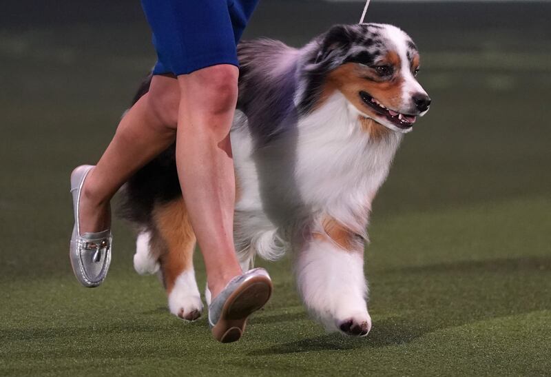 Viking, an Australian shepherd, won best in show