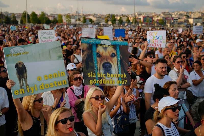 Boards read in Turkish: ‘She is your best friend’ and ‘Have you ever seen a shelter?’ (AP)