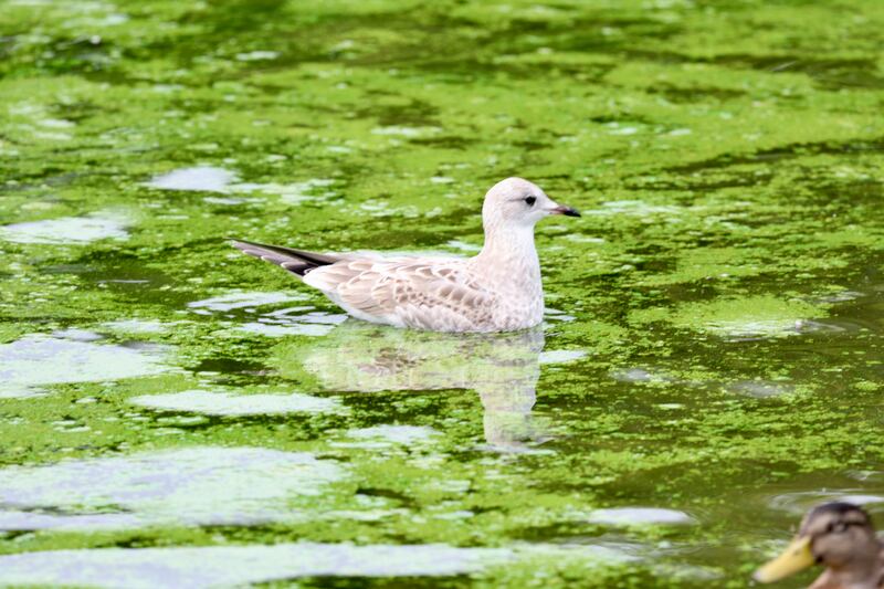 Blue green algae on Lough Neagh at Antrim. PICTURE: MAL MCCANN