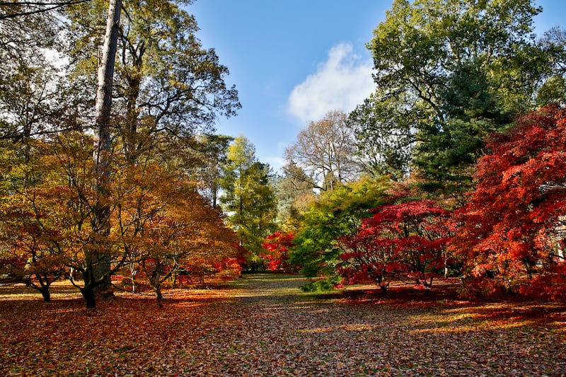 Westonbirt Arboretum during autumn