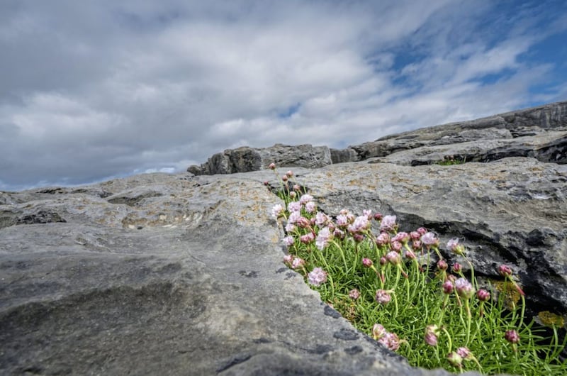 The Burren in Co Clare boasts 70 per cent of Ireland&#39;s wildflower species 