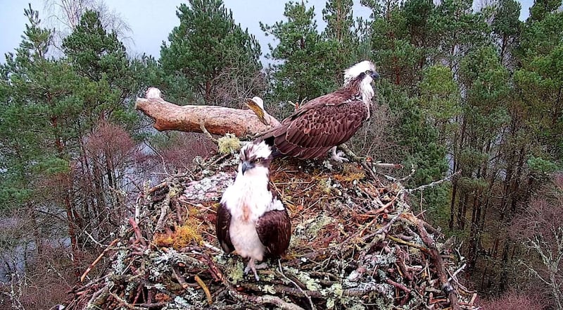 Osprey LM12 with mate NC0 at Loch of the Lowes Wildlife Reserve .