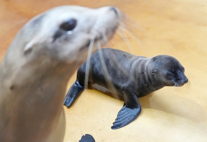 Nessie was born in June and both mother and pup are being monitored closely