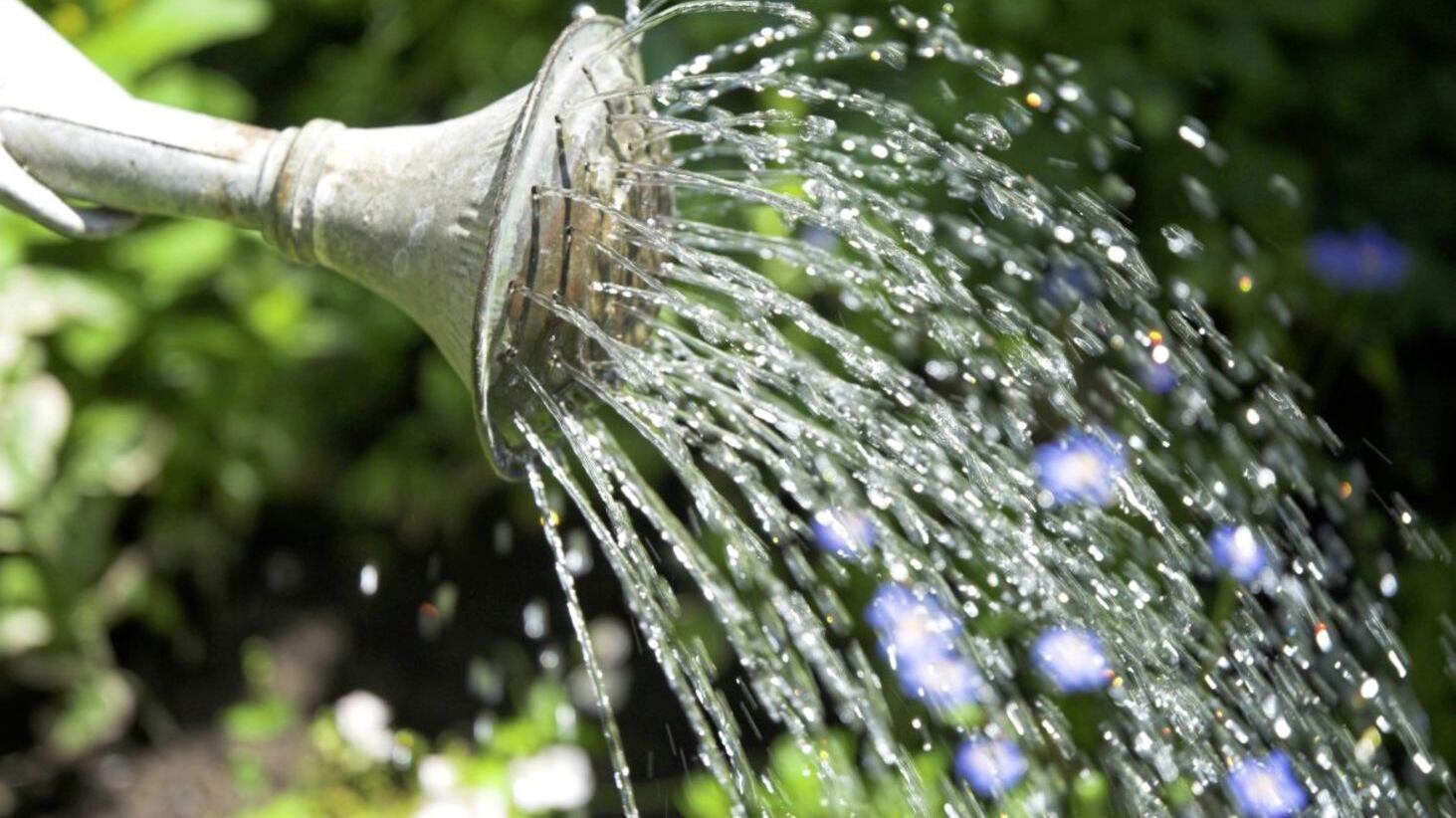 Water is very plant&#39;s lifeblood. Picture by Thinkstock/PA 
