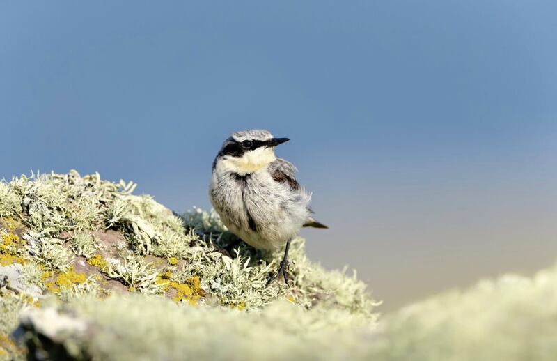 A wheatear perched on a mossy stone 