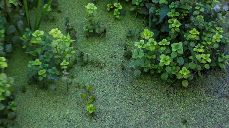 Algae on the surface of Lough Neagh at Ballyronan Marina