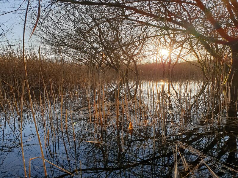 Wetlands such as reedbeds can help connect up freshwater habitats and support wildlife