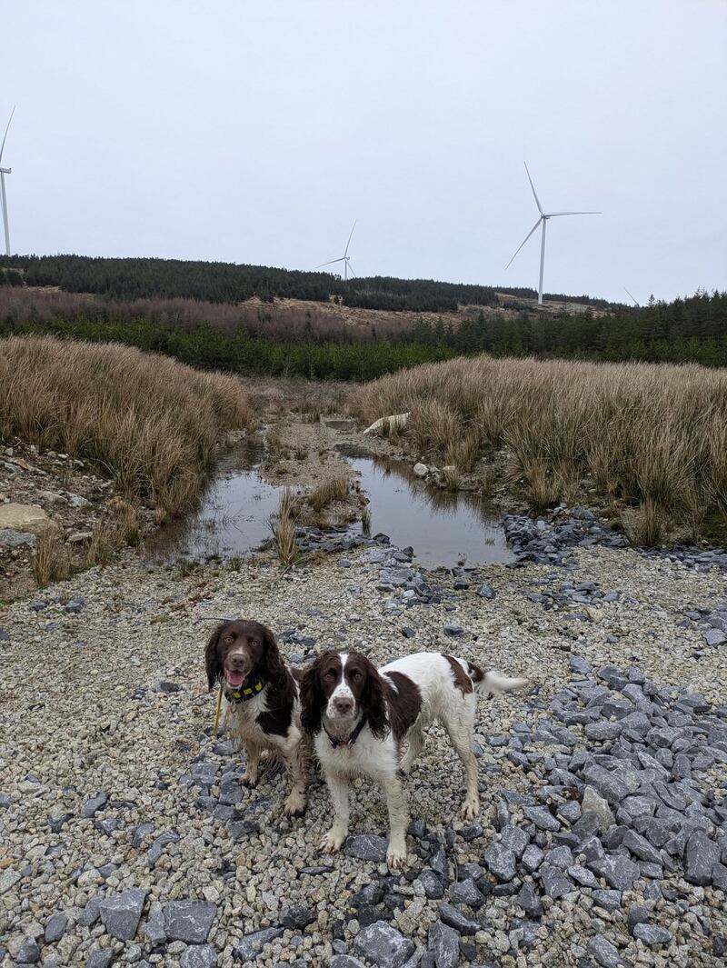 Conservation detective dogs Monty and Ivy busy at work at a wind turbine site