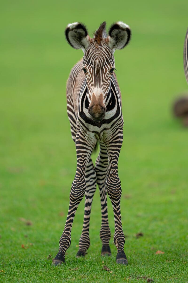 Rare zebra born at British zoo – The Irish News