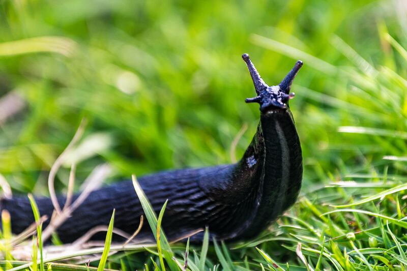 Slug in the grass in a garden