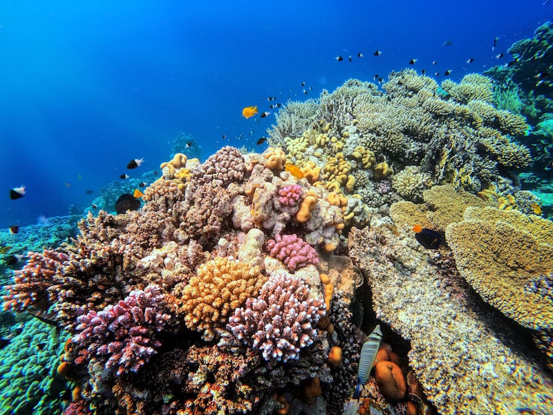 Diving in Marsa Alam, Egypt