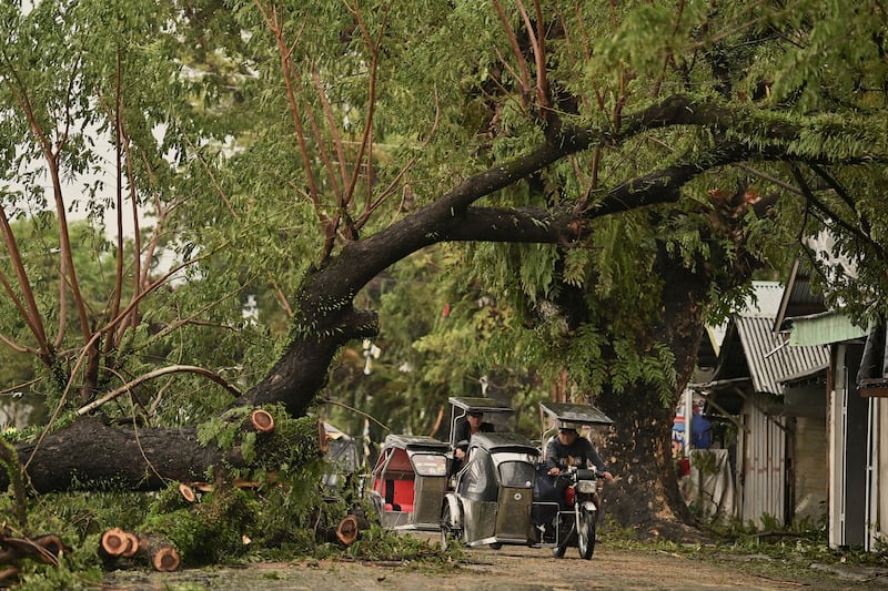 Motorists pass by toppled trees caused by strong winds from Typhoon Man-yi in the municipality of Baler, Aurora province, northeastern Philippines (Noel Celis/AP)