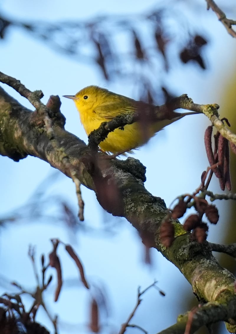 The yellow warbler from North America sits in an alder tree near New Hythe in Kent