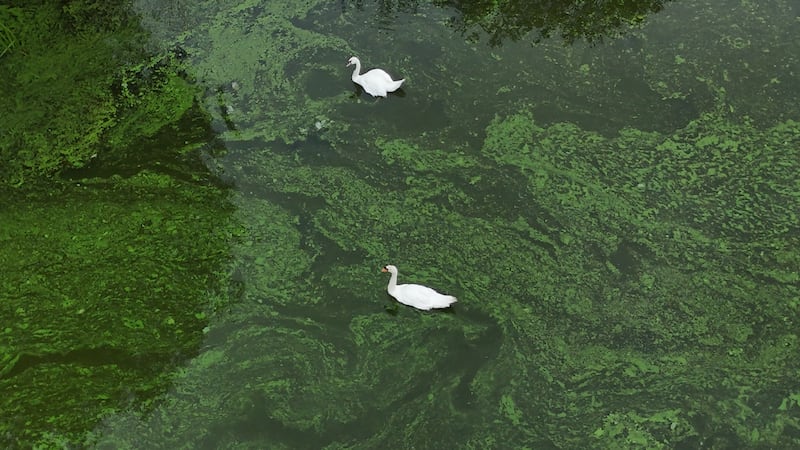 Blue-green algae on the River Bann where it meets Lough Neagh near the village of Toome, Co Antrim