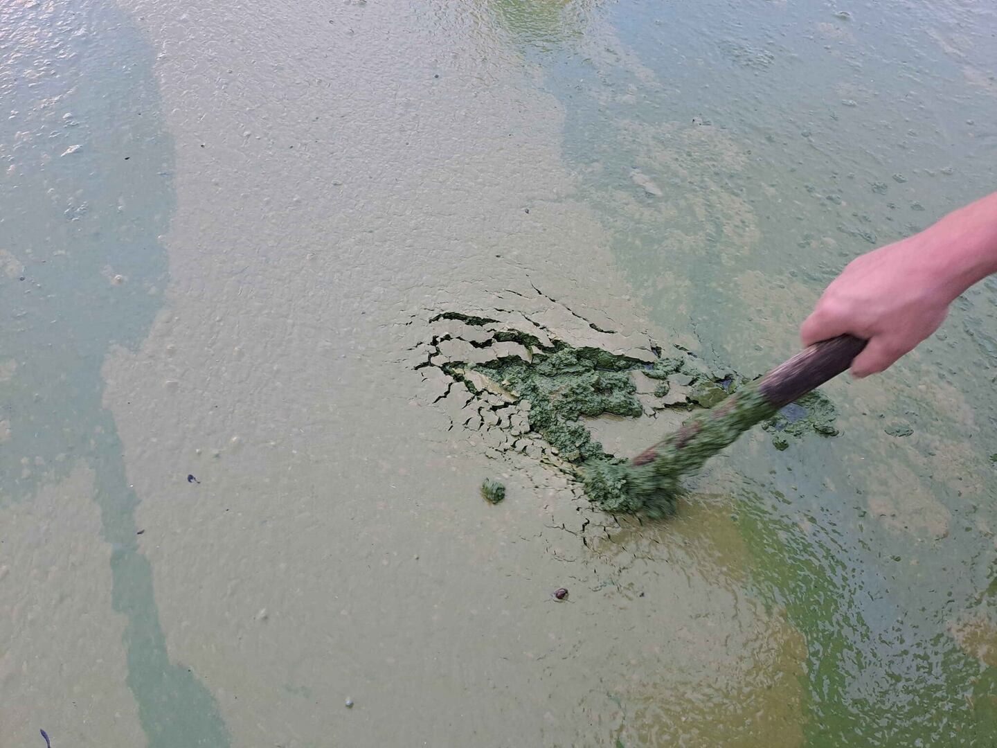 Sludge-like toxic algae could wash up on any shore on Lough Neagh ...