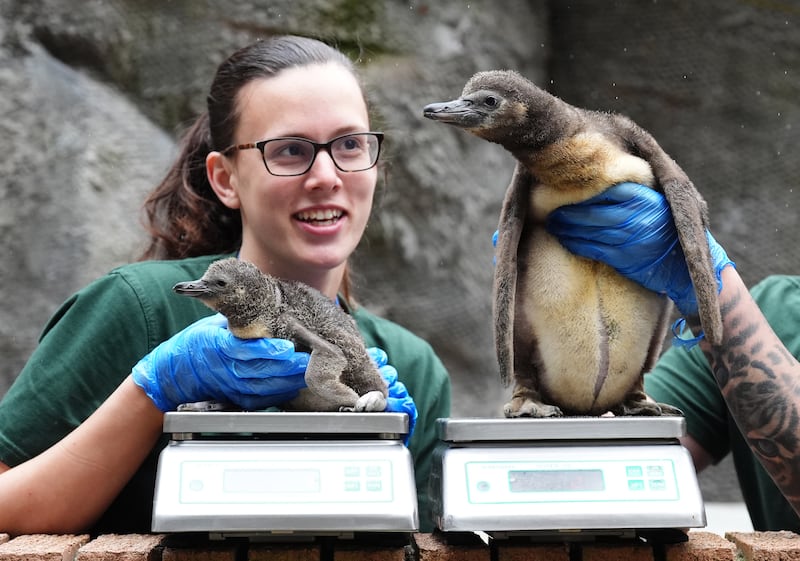 Keeper Jen Carpenter weighs Rossco, left, and Bubba