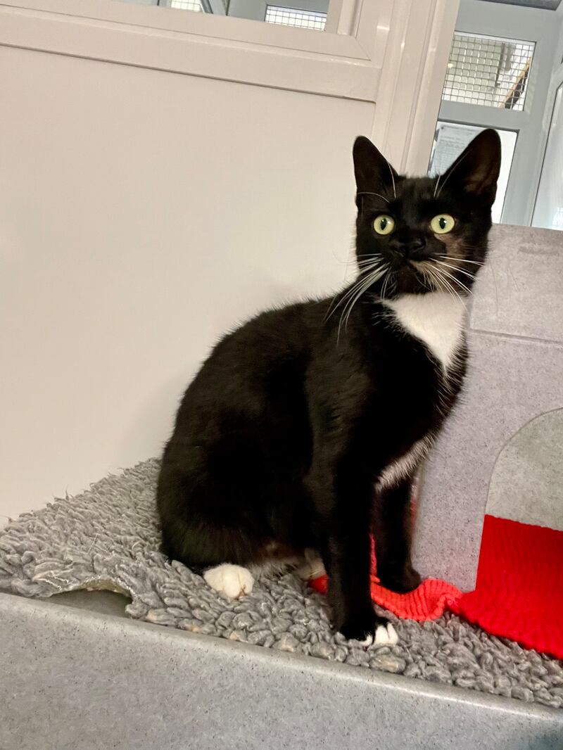 A black and white cat with two noses