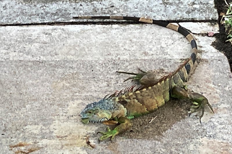 Iguanas are popular pets (Terry Spencer/AP)