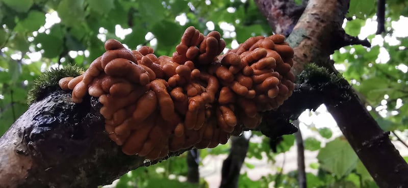 Hazel gloves fungus