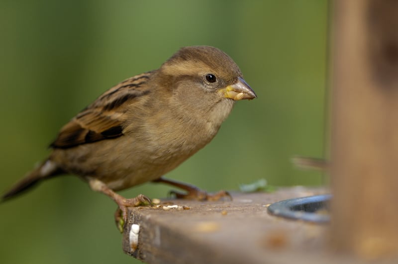 House sparrows have seen numbers decline dramatically over the years