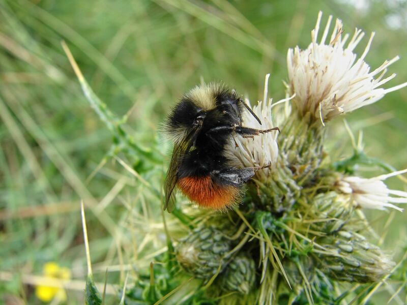 Bilberry bumblebees have been helped by conservation work in the Shropshire Hills