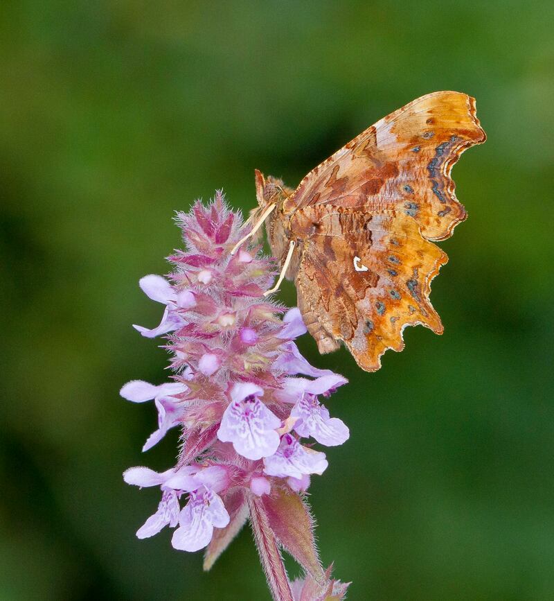 Comma butterfly.