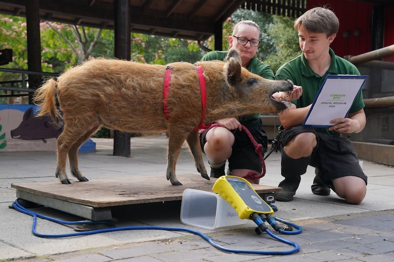 Keepers Bernie Corbett and Owen Shrewsbury weigh a Mangalitsa pig called Olive during the annual weigh-in at ZSL London Zoo