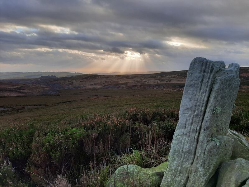 South of Simonside on the Rothbury estate. (Duncan Hutt/ Northumberland Wildlife Trust)