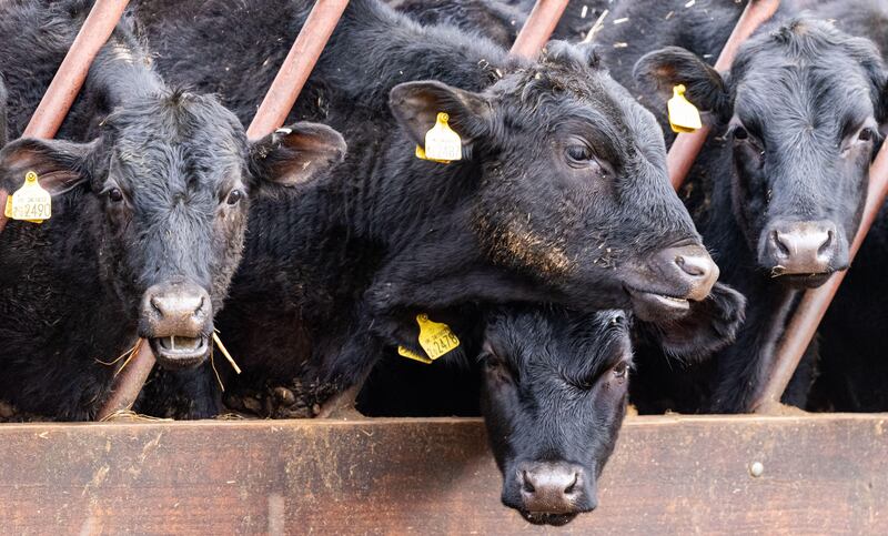 The single case of atypical BSE has been found on a farm in southern Scotland