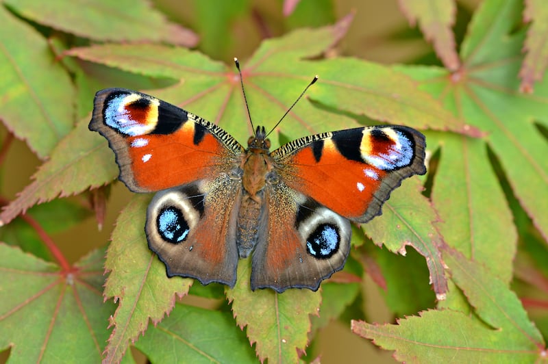 A peacock butterfly