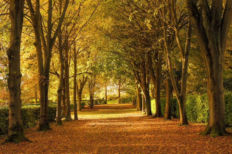 Autumn colours at Whipsnade Tree Cathedral, Bedfordshire