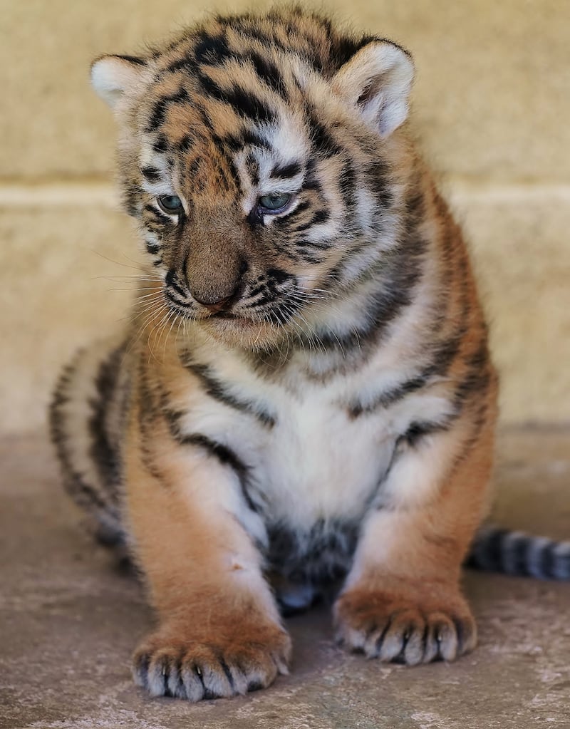 The cubs are being introduced to the outside world gradually under the guidance of their mother