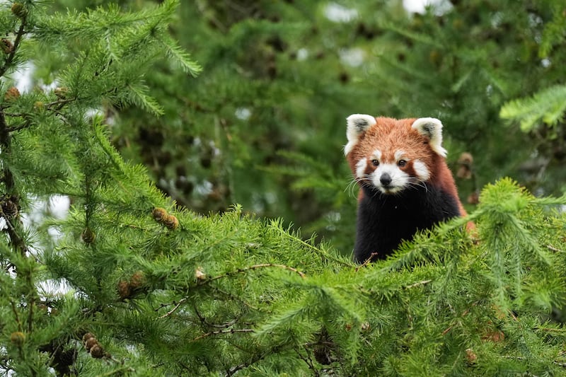 Red panda Esha explores her new enclosure at Peak Wildlife Park