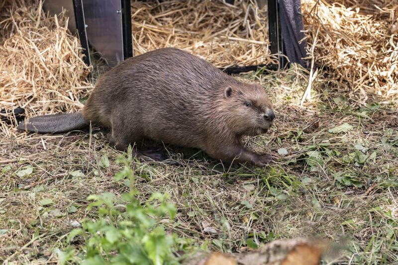 Six pairs of beavers were relocated to the Cairngorms