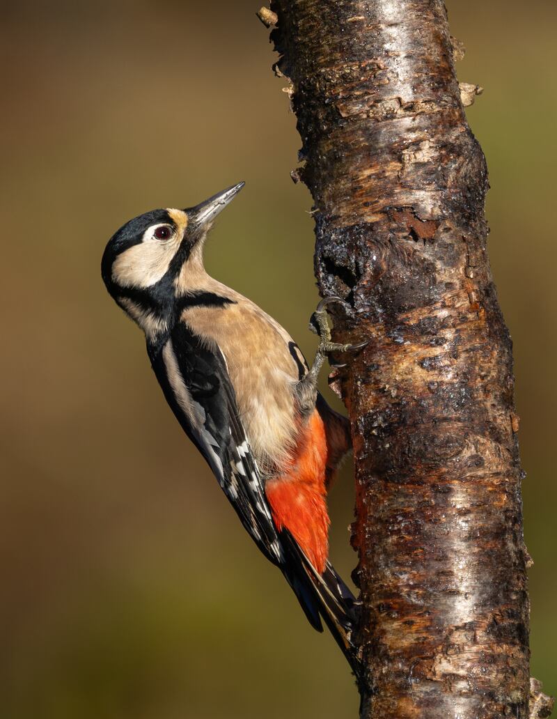 Great Spotted Woodpecker [Dendrocopos major]