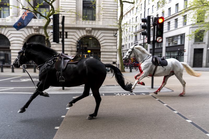 Household Cavalry horses Trojan (left) and Vida (grey) on the loose bolting through the streets of London near Aldwych