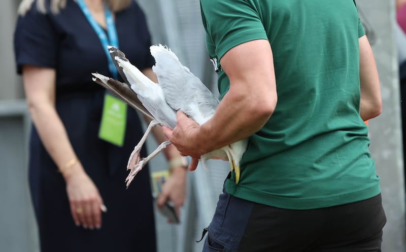 Croke Park Seagull.
PICTURE COLM LENAGHAN