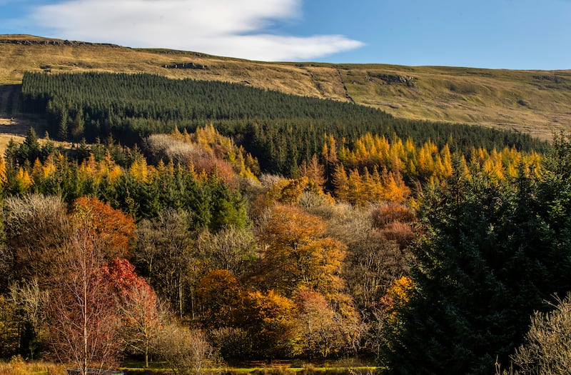 Red squirrels are being conserved at the Widdale reserve in North Yorkshire