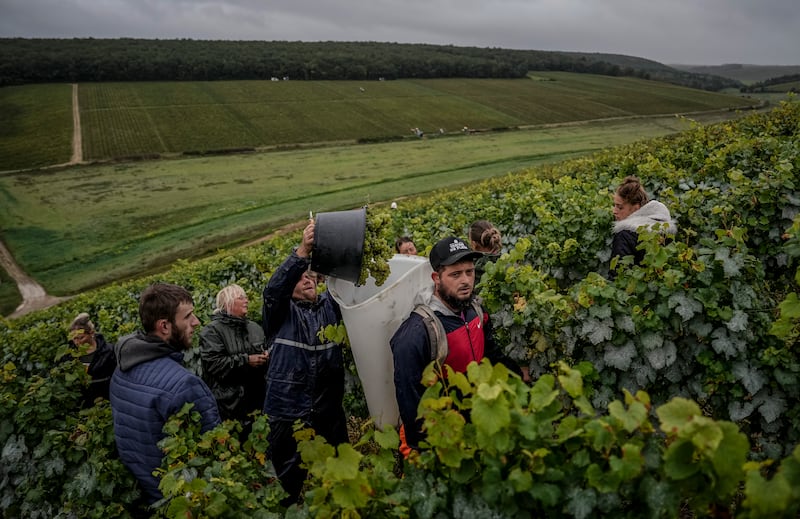 The harvests at Domaine Lavantureux lasted far fewer days than usual due to severe weather conditions earlier in the year (Aurelien Morissard/AP)