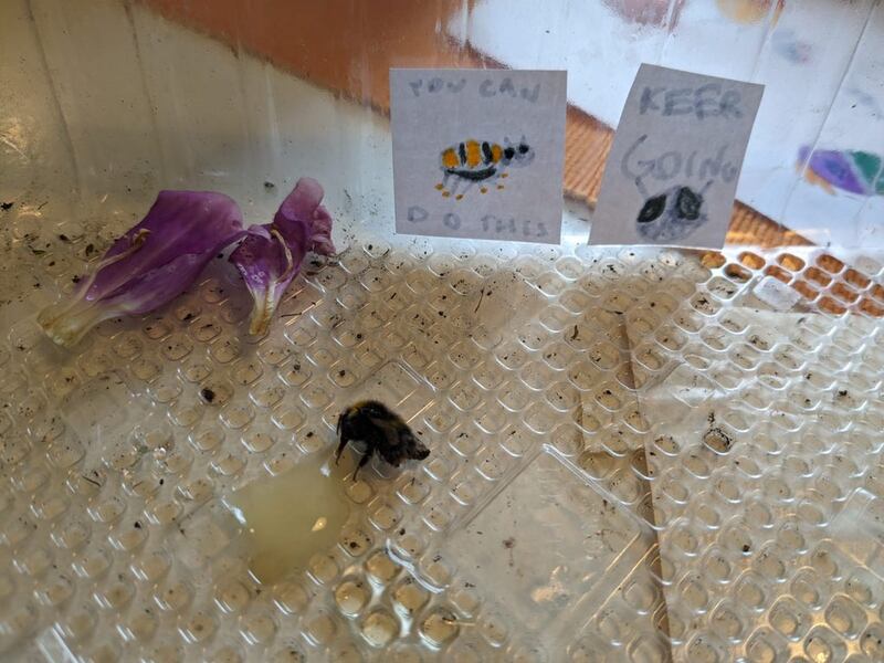 The bee recovered shortly after being rescued by Willow