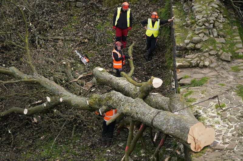 Sycamore Gap tree felled