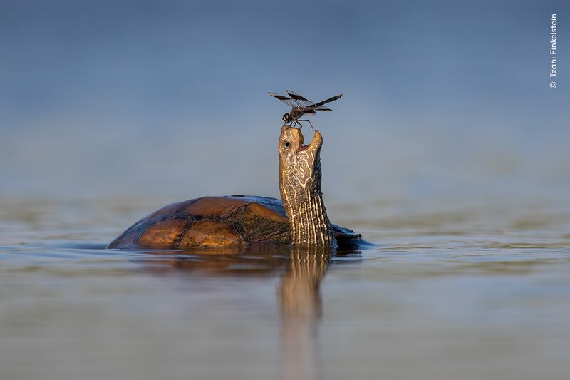 A Balkan pond turtle shares a moment of peaceful coexistence with a northern banded groundling dragonfly in Israel’s Jezreel Valley