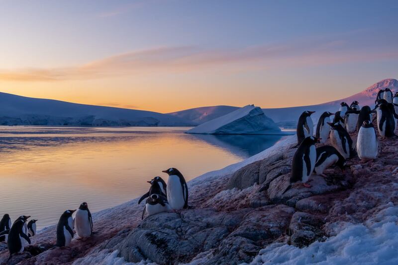 The team will monitor over 1,000 gentoo penguins by counting nests, eggs and chicks.