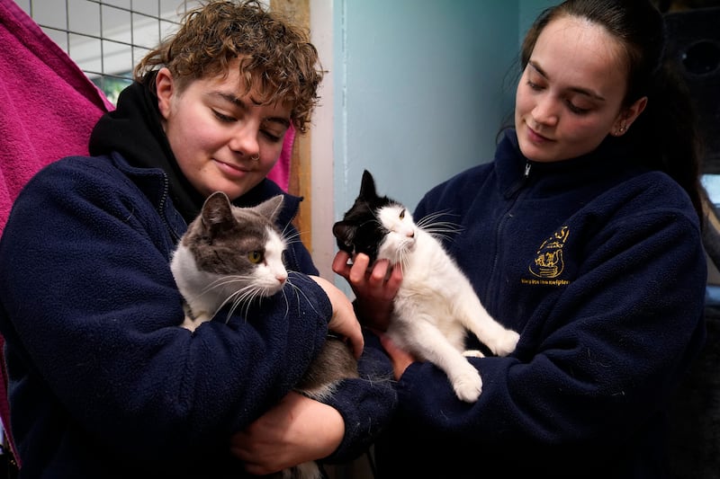 Pets Assisi Animal Sanctuary with two available cats. PICTURE: JORDAN TREANOR