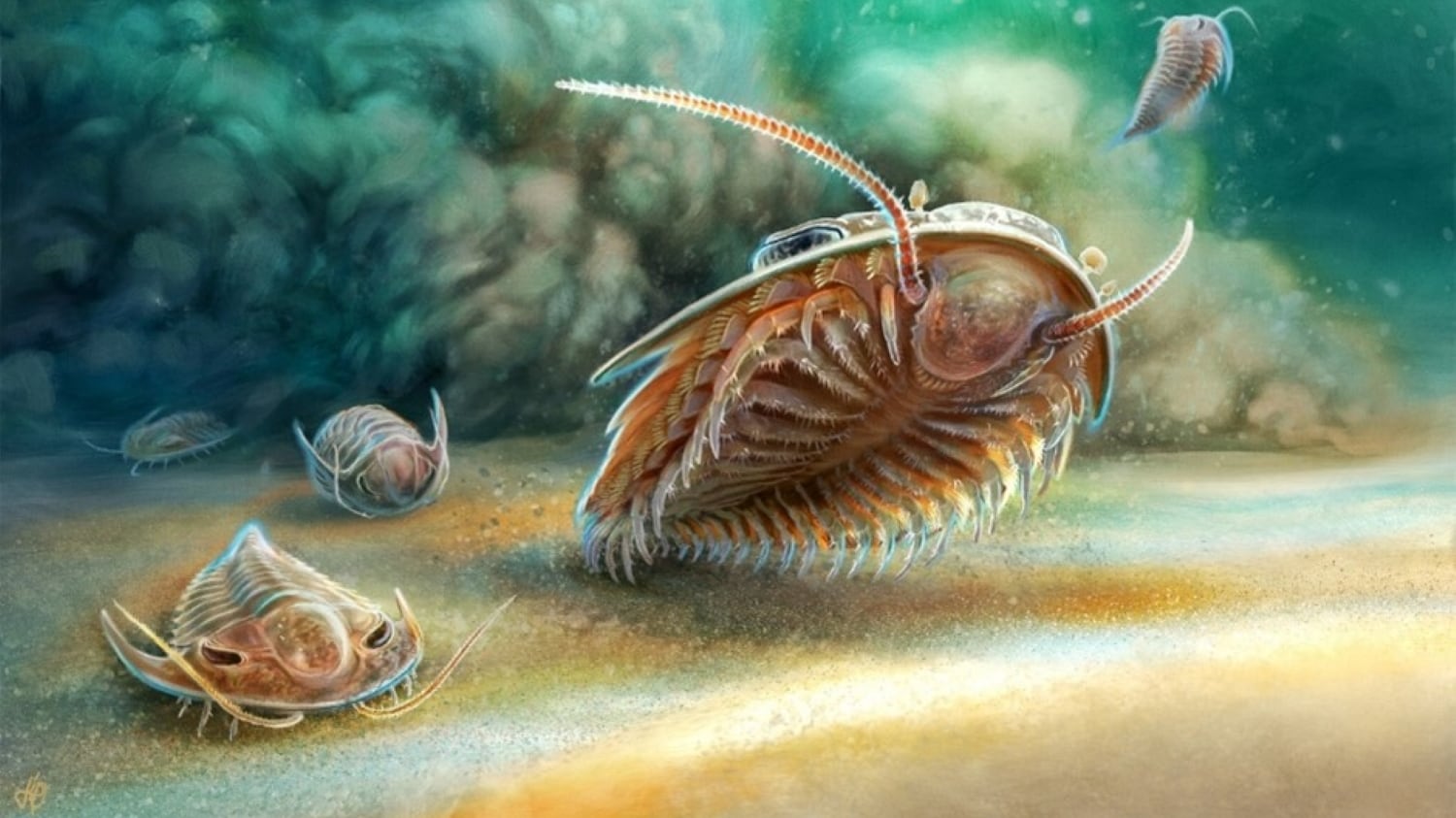An artistic reconstruction of two species of trilobite